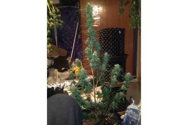 Diesel Autoflower (Zamnesia Seeds) Feminisoidut Diesel Autoflower (Zamnesia Seeds) Feminisoidut