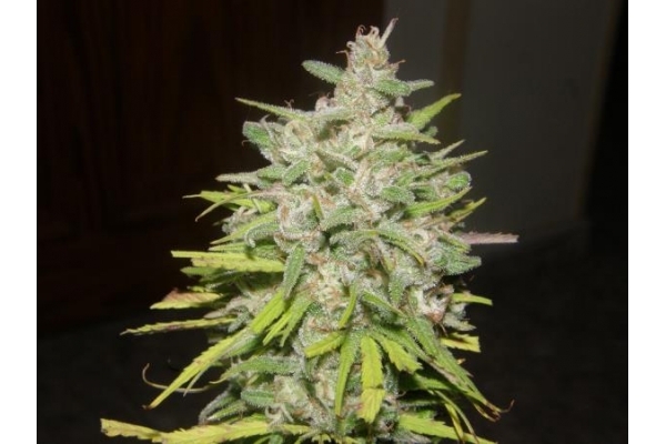 Crystal M.E.T.H. (Dr. Underground) Feminisoidut