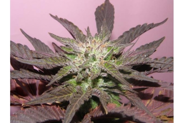 Melon Gum (Dr. Underground) Feminisoidut