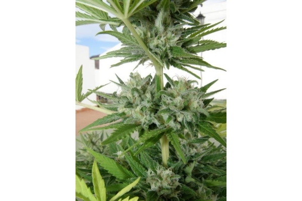 Melon Gum (Dr. Underground) Feminisoidut