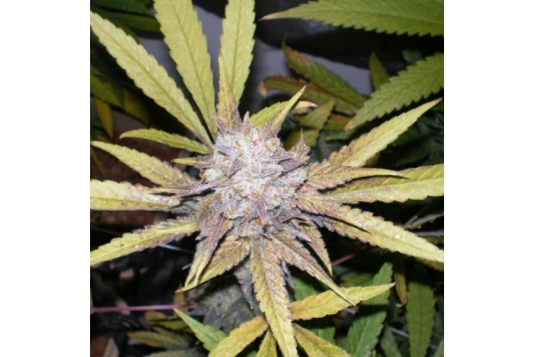 Melon Gum (Dr. Underground) Feminisoidut Melon Gum (Dr. Underground) Feminisoidut