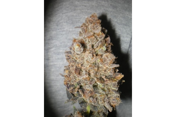 Melon Gum (Dr. Underground) Feminisoidut