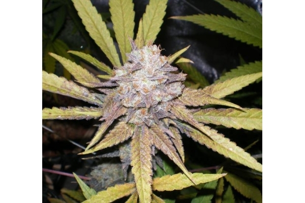 Melon Gum (Dr. Underground) Feminisoidut Melon Gum (Dr. Underground) Feminisoidut