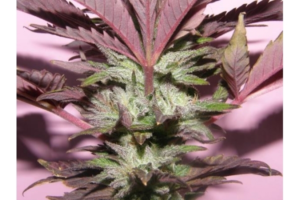 Melon Gum (Dr. Underground) Feminisoidut
