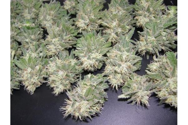 PainKiller (Dr. Underground) Feminisoidut