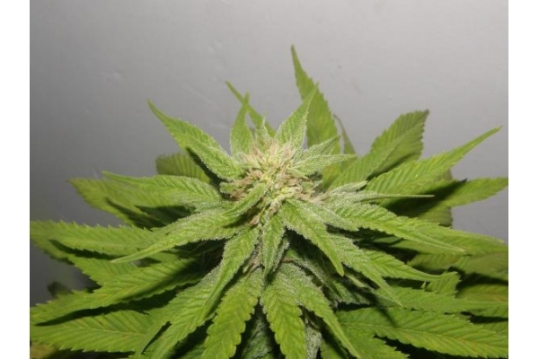 PainKiller (Dr. Underground) Feminisoidut