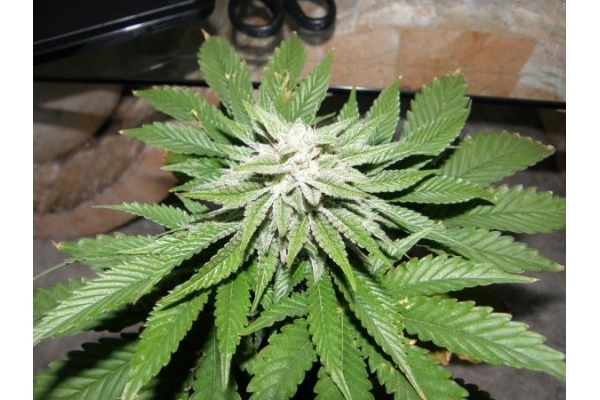 PainKiller (Dr. Underground) Feminisoidut