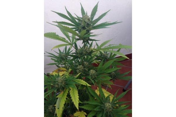 PainKiller (Dr. Underground) Feminisoidut