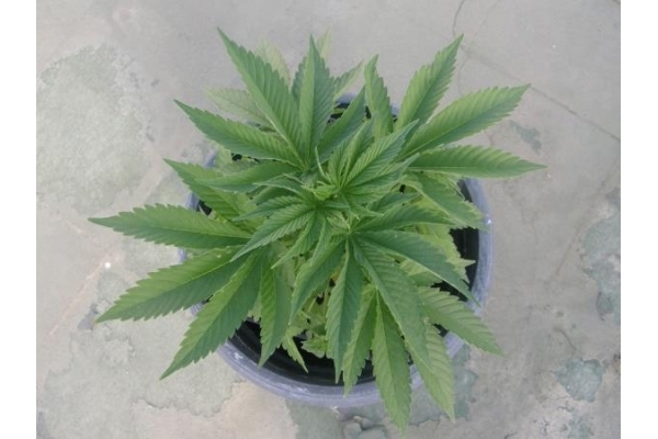 PainKiller (Dr. Underground) Feminisoidut