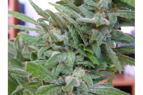 Brooklyn Mango (Dr. Underground) Feminisoidut