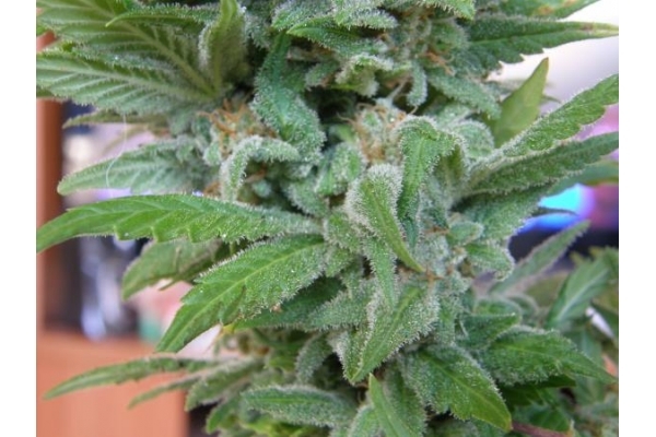 Brooklyn Mango (Dr. Underground) Feminisoidut