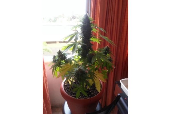 Auto Melon Gum (Dr. Underground) Feminisoidut