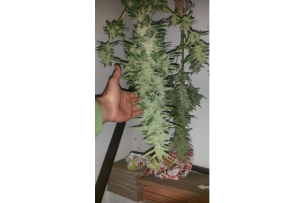 Auto Melon Gum (Dr. Underground) Feminisoidut