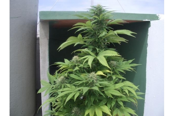 Auto Melon Gum (Dr. Underground) Feminisoidut Auto Melon Gum (Dr. Underground) Feminisoidut