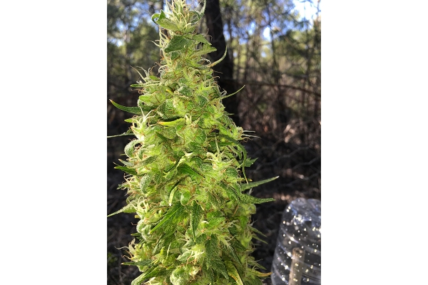 OG Kush (Silent Seeds) Feminisoidut OG Kush (Silent Seeds) Feminisoidut