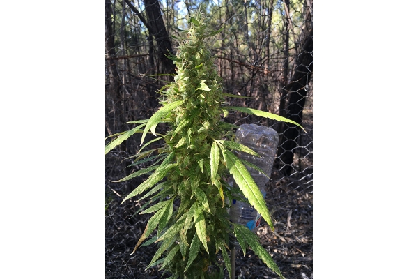 OG Kush (Silent Seeds) Feminisoidut OG Kush (Silent Seeds) Feminisoidut