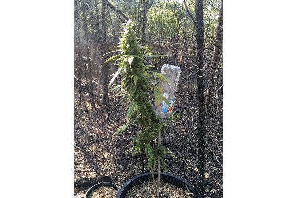 OG Kush (Silent Seeds) Feminisoidut OG Kush (Silent Seeds) Feminisoidut