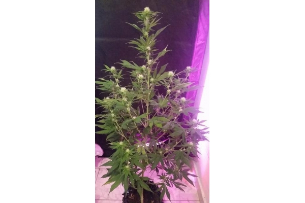 OG Kush (Silent Seeds) Feminisoidut OG Kush (Silent Seeds) Feminisoidut