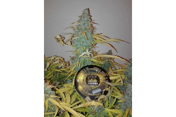 King's Kush Autoflower (Greenhouse Seeds) Feminisoidut King's Kush Autoflower (Greenhouse Seeds) Feminisoidut