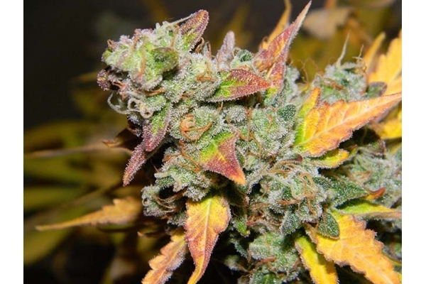 King's Kush Autoflower (Greenhouse Seeds) Feminisoidut King's Kush Autoflower (Greenhouse Seeds) Feminisoidut