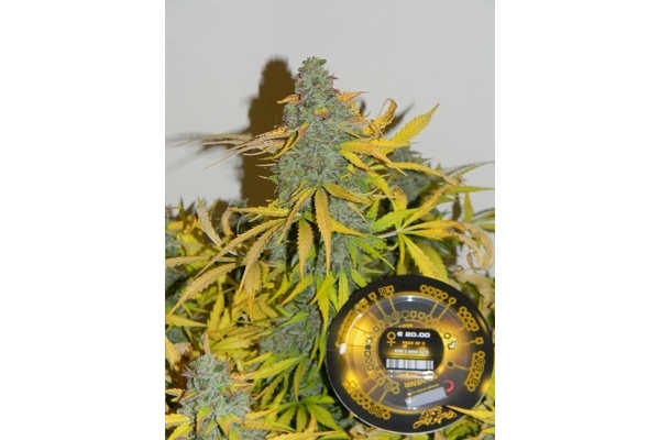 King's Kush Autoflower (Greenhouse Seeds) Feminisoidut King's Kush Autoflower (Greenhouse Seeds) Feminisoidut