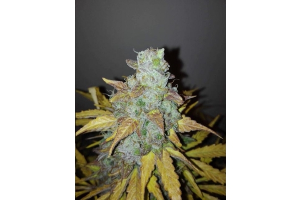 King's Kush Autoflower (Greenhouse Seeds) Feminisoidut King's Kush Autoflower (Greenhouse Seeds) Feminisoidut