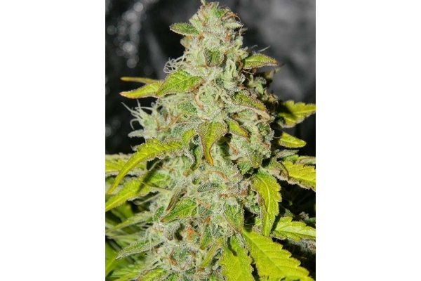 King's Kush Autoflower (Greenhouse Seeds) Feminisoidut King's Kush Autoflower (Greenhouse Seeds) Feminisoidut
