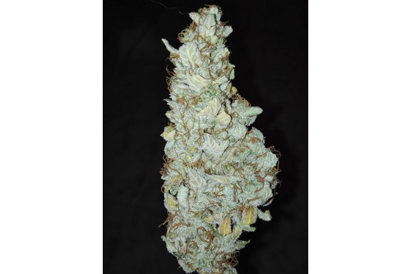 King's Kush Autoflower (Greenhouse Seeds) Feminisoidut King's Kush Autoflower (Greenhouse Seeds) Feminisoidut