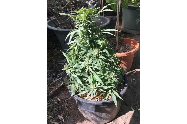 Black Dream (Eva Seeds) Feminisoidut