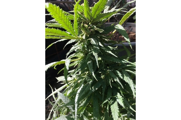 Black Dream (Eva Seeds) Feminisoidut