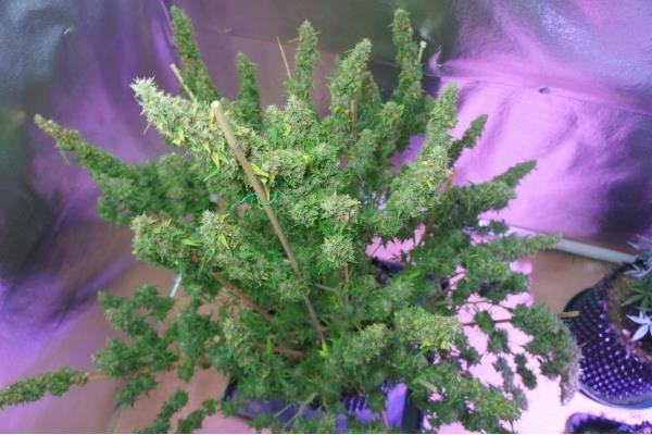 Auto Mazar (Dutch Passion) Feminisoidut