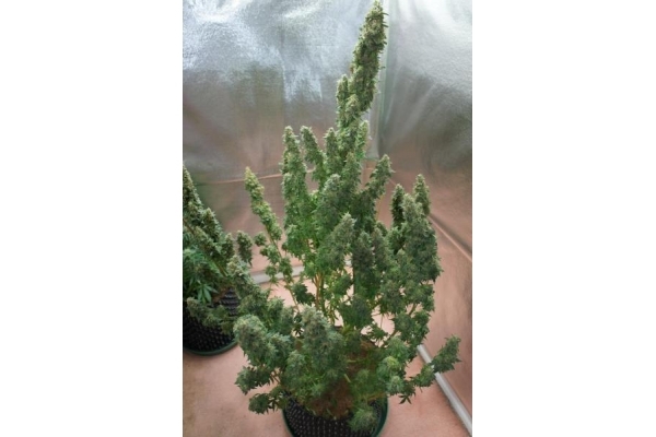 Auto Mazar (Dutch Passion) Feminisoidut