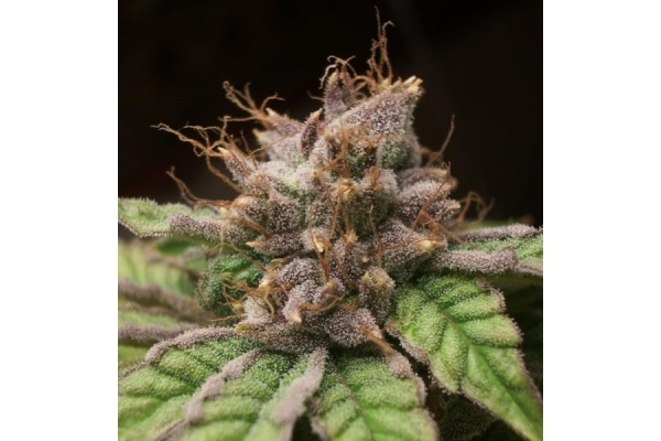 Blueberry (Dutch Passion) Feminisoidut Blueberry (Dutch Passion) Feminisoidut