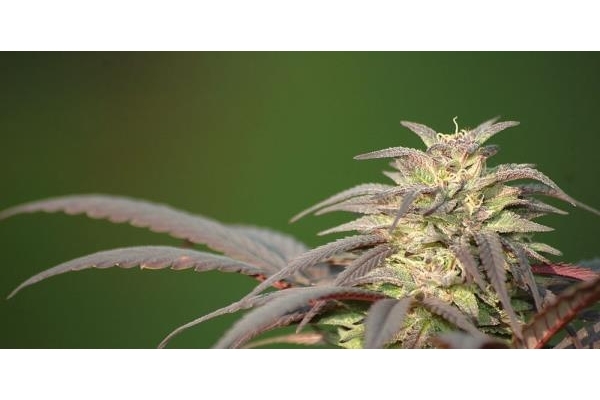 Blueberry (Dutch Passion) Feminisoidut Blueberry (Dutch Passion) Feminisoidut