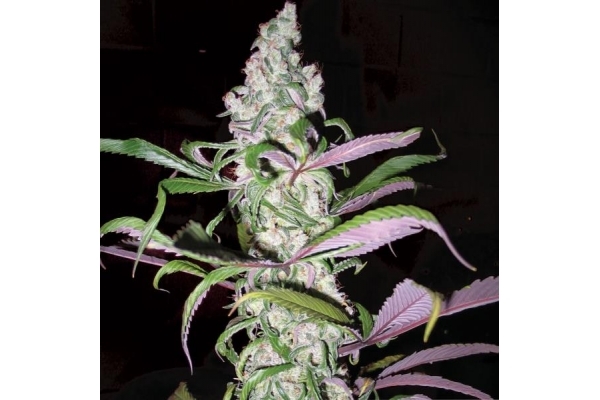 Blueberry (Dutch Passion) Feminisoidut Blueberry (Dutch Passion) Feminisoidut