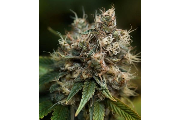 Blueberry (Dutch Passion) Feminisoidut Blueberry (Dutch Passion) Feminisoidut