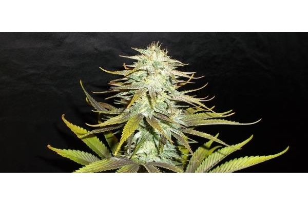 Blueberry (Dutch Passion) Feminisoidut Blueberry (Dutch Passion) Feminisoidut