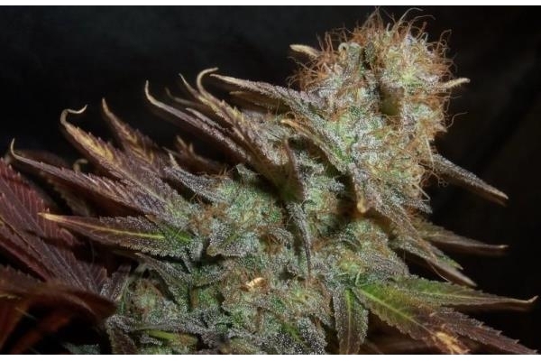 Blueberry (Dutch Passion) Feminisoidut Blueberry (Dutch Passion) Feminisoidut