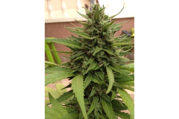 Auto Blueberry (Dutch Passion) Feminisoidut