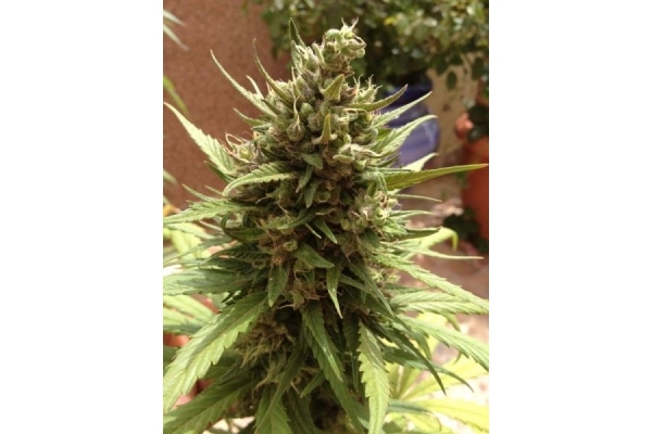 Auto Blueberry (Dutch Passion) Feminisoidut