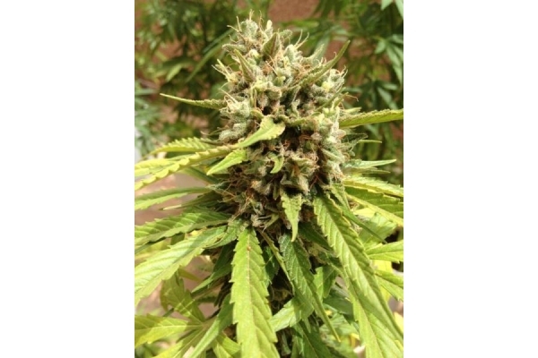 Auto Blueberry (Dutch Passion) Feminisoidut