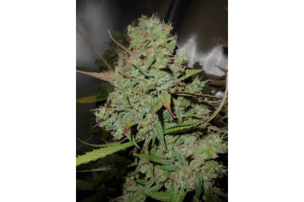 Auto Blueberry (Dutch Passion) Feminisoidut