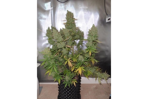 Auto Blueberry (Dutch Passion) Feminisoidut