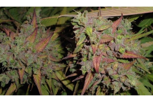 Auto Blueberry (Dutch Passion) Feminisoidut