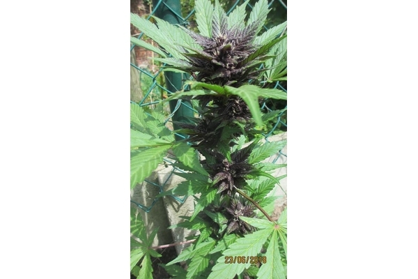 Blackberry Auto (FastBuds) Feminisoidut Blackberry Auto (FastBuds) Feminisoidut