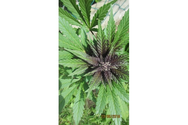 Blackberry Auto (FastBuds) Feminisoidut Blackberry Auto (FastBuds) Feminisoidut