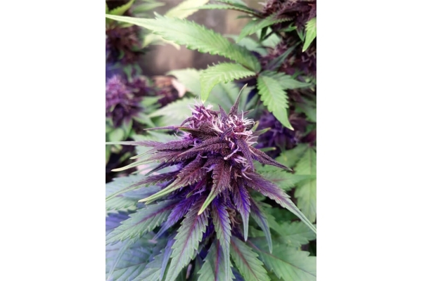 Blackberry Auto (FastBuds) Feminisoidut Blackberry Auto (FastBuds) Feminisoidut
