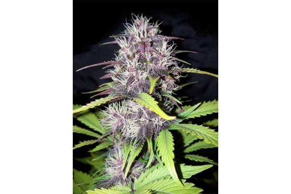 Blackberry Auto (FastBuds) Feminisoidut Blackberry Auto (FastBuds) Feminisoidut
