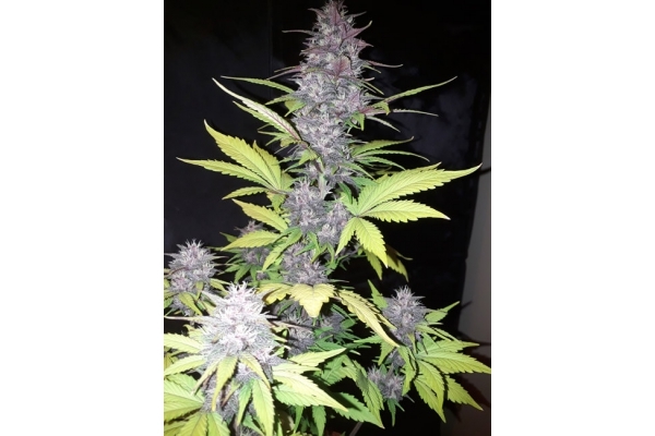 Blackberry Auto (FastBuds) Feminisoidut Blackberry Auto (FastBuds) Feminisoidut