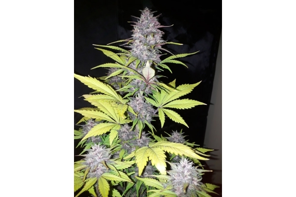 Blackberry Auto (FastBuds) Feminisoidut Blackberry Auto (FastBuds) Feminisoidut